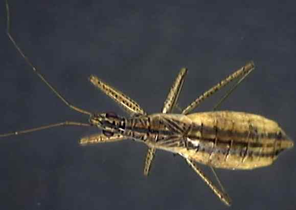 Dolichonabis limbatus
